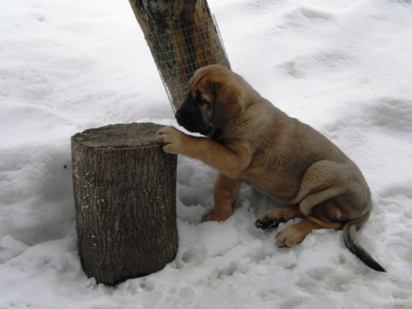 Winola Tornado Erben
Winola - 8 weeks.
