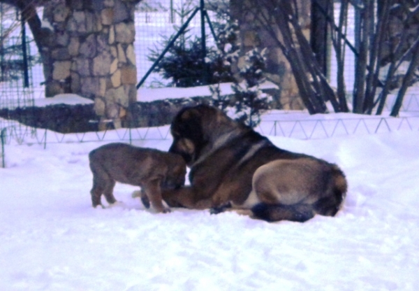 Winola Tornado Erben & Ralo
Winola - 8 weeks.
