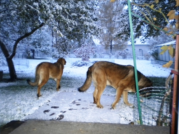 Winola Tornado Erben and Naikobam Admiralo
First Snow
