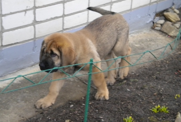 Winola Tornado Erben
10 weeks
