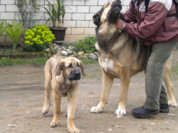 Winola Tornado Erben & NaikoBam Admiralo
Winola - 4 1/2 m
Ralo - 3Y
