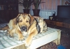 Filename=11_2004_05.jpg
Filesize=158KiB
Dimensions=942x666
Date added=%493 %19, %2006 11_2004_05.jpg