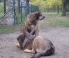 Filename=12.jpg
Filesize=150KiB
Dimensions=565x480
Date added=%758 %06, %2008 12.jpg