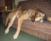 Filename=2007_12_28_01.jpg
Filesize=155KiB
Dimensions=562x450
Date added=%501 %02, %2008 2007_12_28_01.jpg