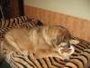 Filename=2009_12_22_5Y.jpg
Filesize=164KiB
Dimensions=640x480
Date added=%700 %22, %2008 2009_12_22_5Y.jpg