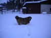 Filename=2010_01_05.jpg
Filesize=118KiB
Dimensions=640x480
Date added=%695 %07, %2010 2010_01_05.jpg