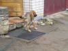 Filename=3_5months_(13).jpg
Filesize=177KiB
Dimensions=640x480
Date added=%263 %30, %2010 3_5months_(13).jpg