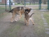 Filename=3_5months_(20).jpg
Filesize=162KiB
Dimensions=640x480
Date added=%262 %30, %2010 3_5months_(20).jpg