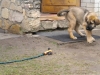 Filename=3_5months_(9).jpg
Filesize=167KiB
Dimensions=640x480
Date added=%264 %30, %2010 3_5months_(9).jpg