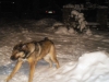 Filename=Picture_003.jpg
Filesize=164KiB
Dimensions=640x480
Date added=%352 %30, %2009 Picture_003.jpg