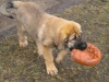 Filename=Picture_004.jpg
Filesize=208KiB
Dimensions=640x480
Date added=%431 %27, %2010 Picture_004.jpg