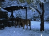 Filename=Picture_009.jpg
Filesize=242KiB
Dimensions=640x480
Date added=%878 %26, %2010 Picture_009.jpg