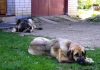 Filename=Picture_010.jpg
Filesize=204KiB
Dimensions=640x450
Date added=%746 %13, %2010 Picture_010.jpg