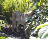 Filename=Picture_018.jpg
Filesize=228KiB
Dimensions=586x480
Date added=%747 %13, %2010 Picture_018.jpg