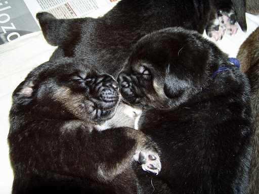 12 days old puppies from Tornado Erben
Keywords: puppyczech puppy cachorro tornado