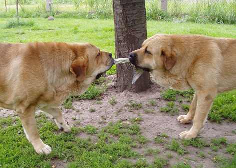 Playing Males - Druso de la Aljabara (16months) + Denis Tornado Erben (10months)
Keywords: tornado