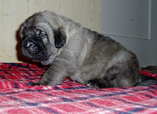 16 days old female
mother Florita Maja Tornado Erben, father Basil Mastifland
