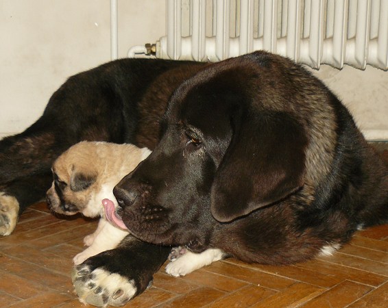 Cachorros
19 days old puppy and her friend 9 months old puppy

Puppy from kennel Tornado Erben and boy Nalon Bears de Lunava
