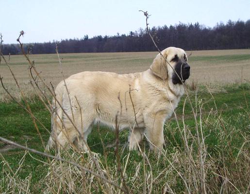 Lois Tornado Erben 3,5months
Keywords: puppyczech puppy cachorro tornado