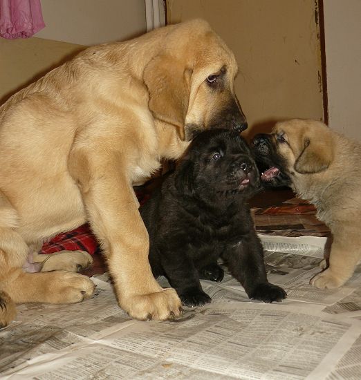 Cachorros
3 months old Unico Tornado Erben with 25 days old males from litter "V" Tornado Erben
