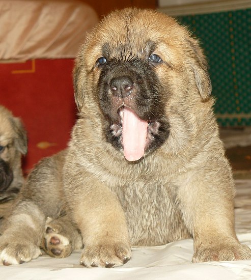 Cachorra hembra 30 días de Tornado Erben
padre Druso de la Aljabara
madre Lois Tornado Erben
