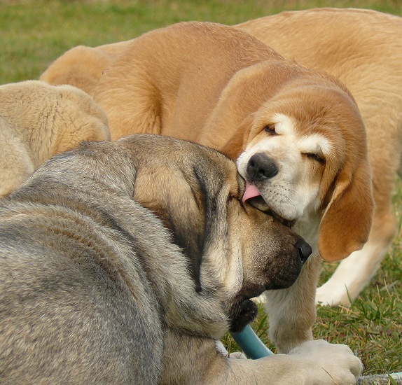 Kiss
Qerubio Tornado Erben (3 months) and Linda Tornado Erben
