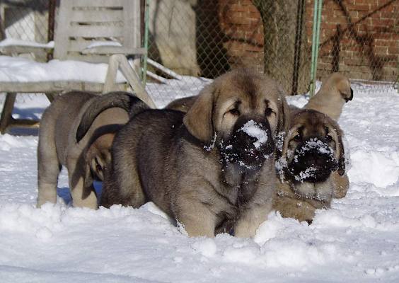 Lorch Checo Tornado Erben 6weeks
Florita Maja Tornado Erben x Basil Mastifland
Keywords: snow nieve puppyczech puppy cachorro tornado