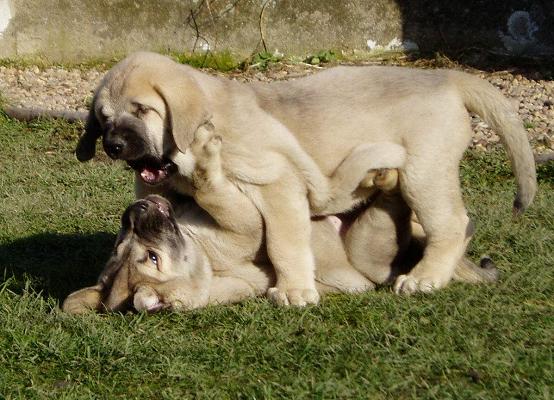 Lucius Tornado Erben - 7,5 weeks
Basil Mastifland x Florita Maja Tornado Erben
Keywords: tornado