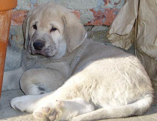 Puppy from Lu Dareva - 7 weeks
Druso de la Aljabara x Ch. Franchesca Mastibe
