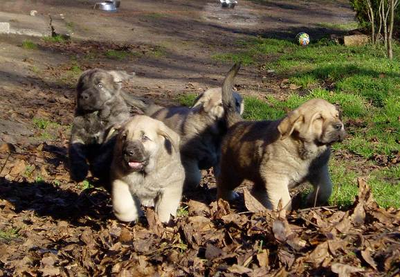 7 weeks old puppies from kennel Lu Dareva
Druso de la Aljabara x Ch.Franchesca Mastibe
