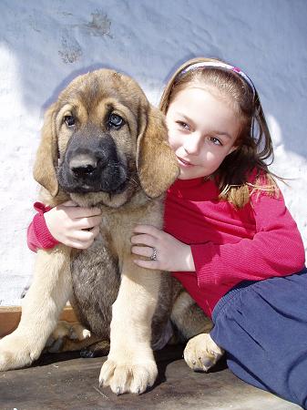 Fido Tornado Erben - 9 weeks
(Druso de la Aljabara x Cica Ha-La-Mü)  
 

Keywords: kids puppy cachorro tornado