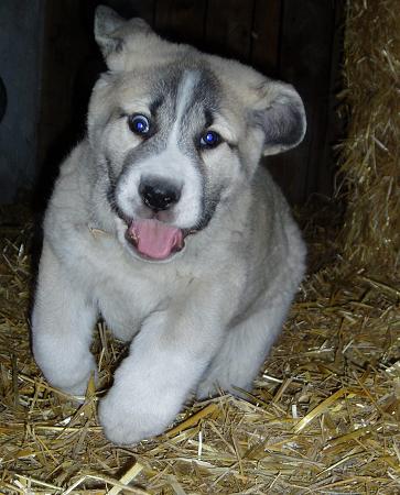 Forte Tornado Erben - 9 weeks
(Druso de la Aljabara x Cica Ha-La-Mü)  
 

Keywords: puppyczech puppy cachorro tornado