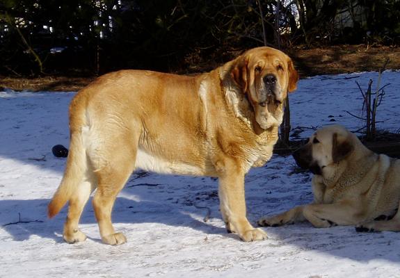 Druso de la Aljabara & Florita Maja Tornado Erben
Keywords: snow nieve tornado