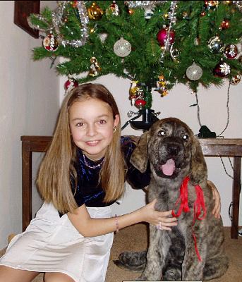 Christmas
Tereza with Eleonore Lu Dareva (Druso de la Aljabara x Franchesca Mastibe)
Keywords: kids tornado