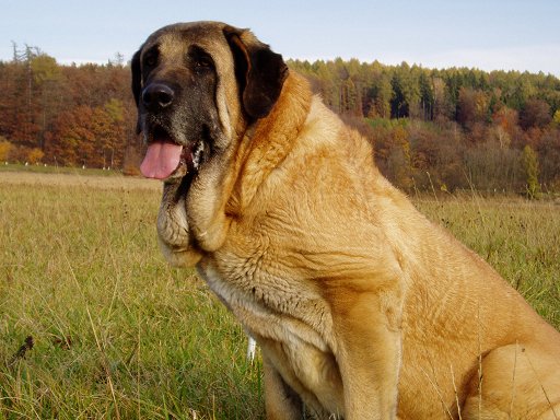 Pepa de Valdejera - 6 years old
(Golfo de Valdejera x Navacerrada)  

Keywords: tornado