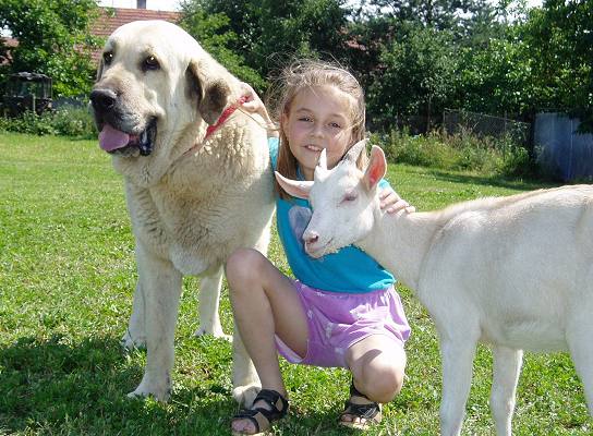 Big guard with child and goat.
Soto de Trashumancia with Tereza and little goat.  

Keywords: kids tornado