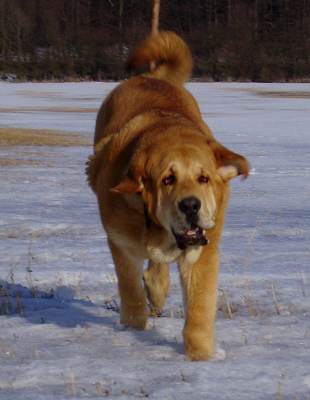 Historia Tornado Erben - 6,5 months old
Druso de la Aljabara x Ch. Cassandra Tornado Erben

Keywords: snow nieve tornado