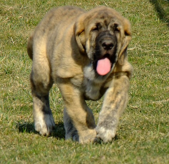 Admiral Tornado Erben 9,5 weeks old 
Ich. Quanto Tornado Erben x Lucky Tornado Erben
