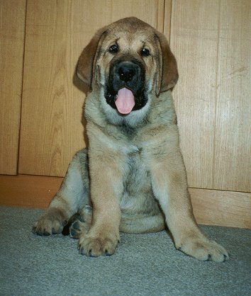 Aleeda Tornado Erben - 9 weeks
Keywords: puppyczech puppy cachorro tornado