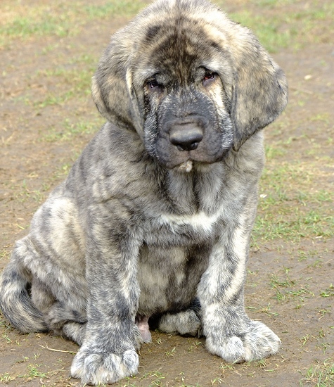 Antonio Tornado Erben 9 weeks old 
Ich. Quanto Tornado Erben x Lucky Tornado Erben
