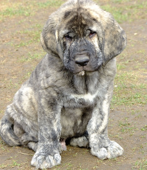 Antonio Tornado Erben 9 weeks old 
Ich. Quanto Tornado Erben x Lucky Tornado Erben
