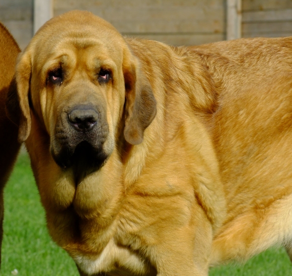 Carrera Tornado Erben 15 months old
Dali de la Aljbara x Lois Tornado Erben
