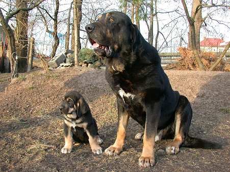 Father with his 7weeks old son
Keywords: puppy cachorro tornado