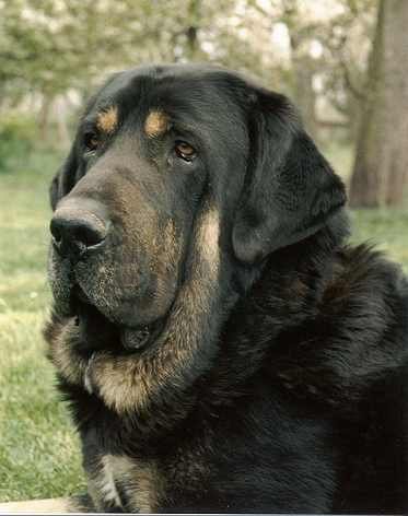 Ch. Baskervil Mastibe from kennel Tornado Erben
Champion of Czech repubic, Polland and Austria, double Club winner, father of 34 puppies  

Keywords: head portrait cabeza tornado