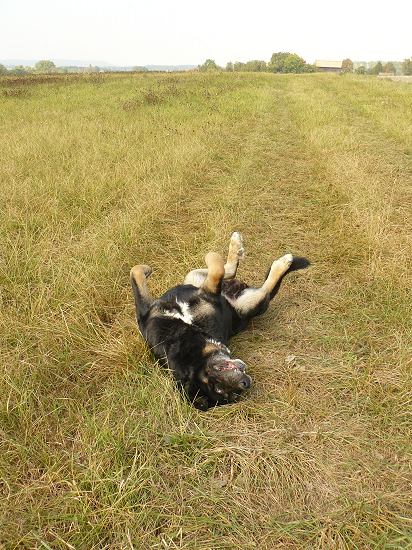 10 years old Baskervil is behaving like puppy during the walk :-)
Baskervil Mastibe
Keywords: veteran veterano