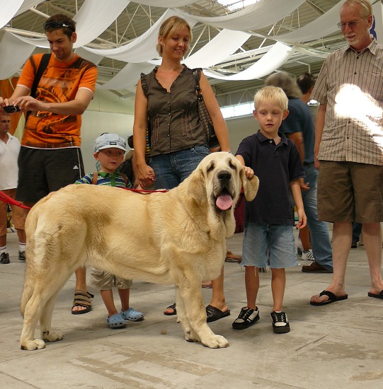 Syra de Zurita 8,5 months
on International show in Bratislava, with visitors of show

Seo de Torreanaz x Saya
