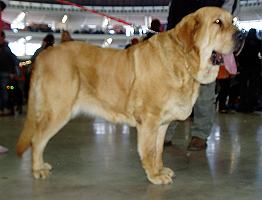 International show Brno  (10.02.2008)
Heidy Tornado Erben - open class - CAC, res. CACIB
(Druso de la Aljabara x Cassandra Tornado Erben)
