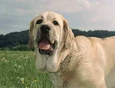 Buenatina Tornado Erben
5,5 months old puppy.  

Keywords: puppyczech head portrait cabeza puppy cachorro tornado