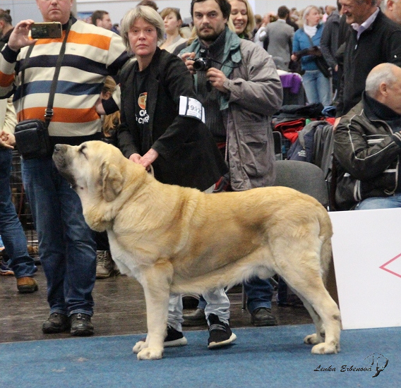 Country Mastif Vith Victorious Lourels Asso  - exc. 2, res VDH CAC -World Dog Show 2017, Leipzig, Germany
champion class males

Keywords: 2017