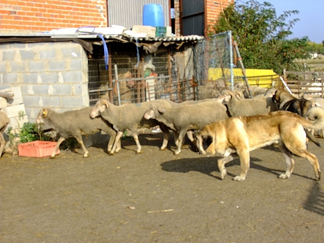 Puppy in Cueto Negro learning to guard sheeps
